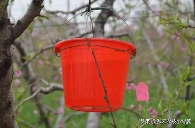 蚜虫的正确防治方法,蚜虫怎么防治才能彻底消灭