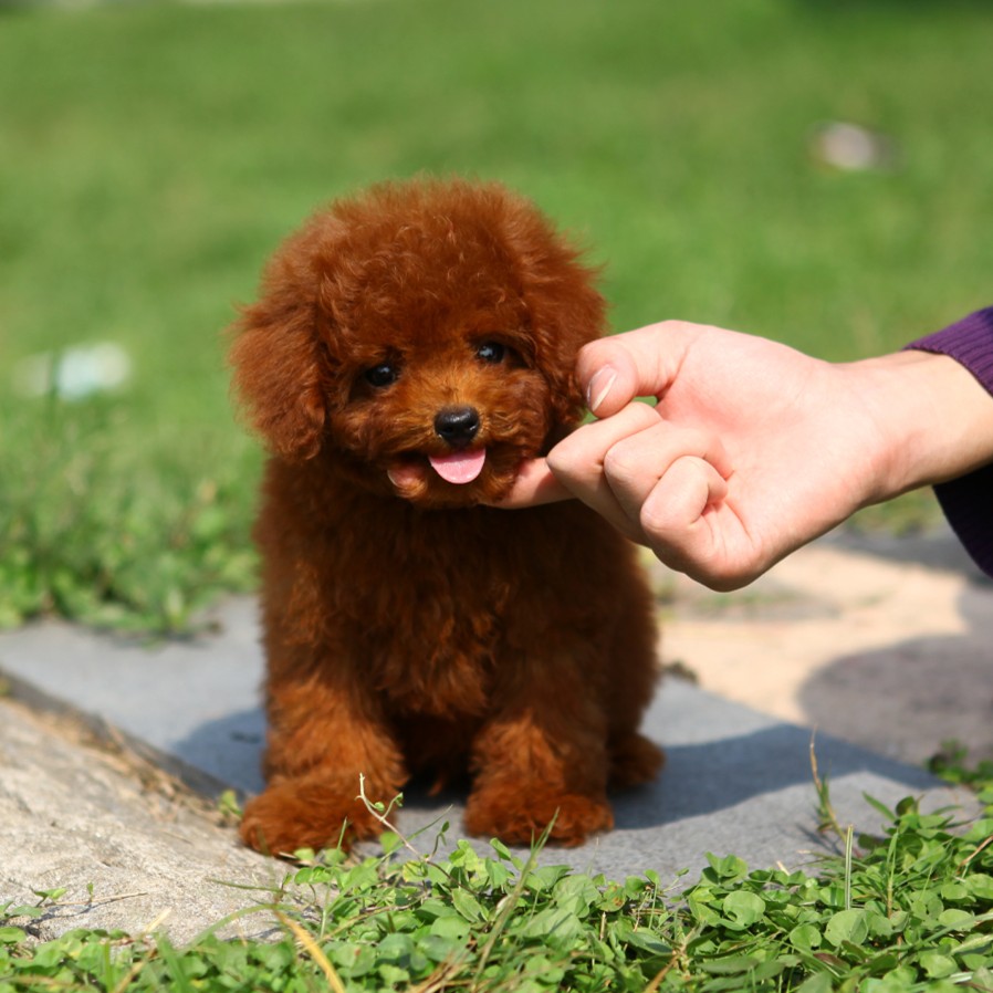 新手养灰泰迪的十大禁忌,泰迪适合新手养吗