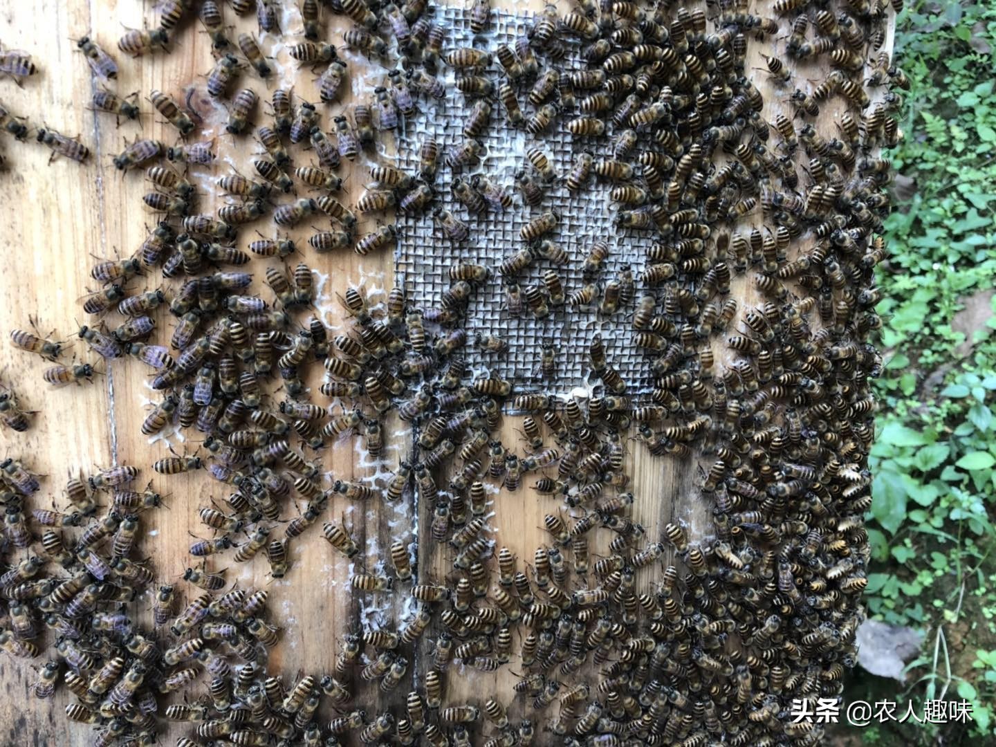 蜜蜂怎么管理才能活得更好,夏季蜜蜂怎么防虫防病