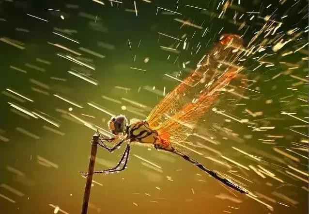 被囚34年取精，被迫亲手杀死爱子，最后只能挣扎着死去……