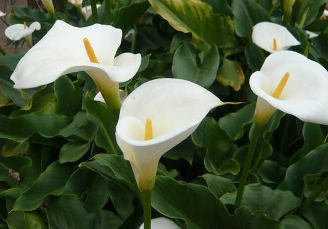 多年生好养的花球推荐,好看又好养的绣球花