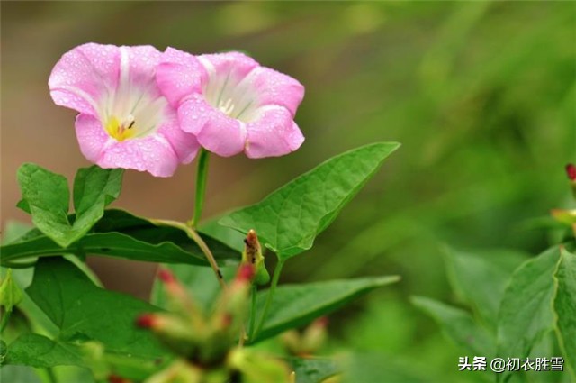 有多少人知道生如夏花的出处,一个和中国有缘的外国人