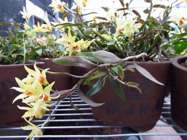 石斛兰叶子发黄怎么养,石斛兰多棵种在一个盆里会黄叶吗