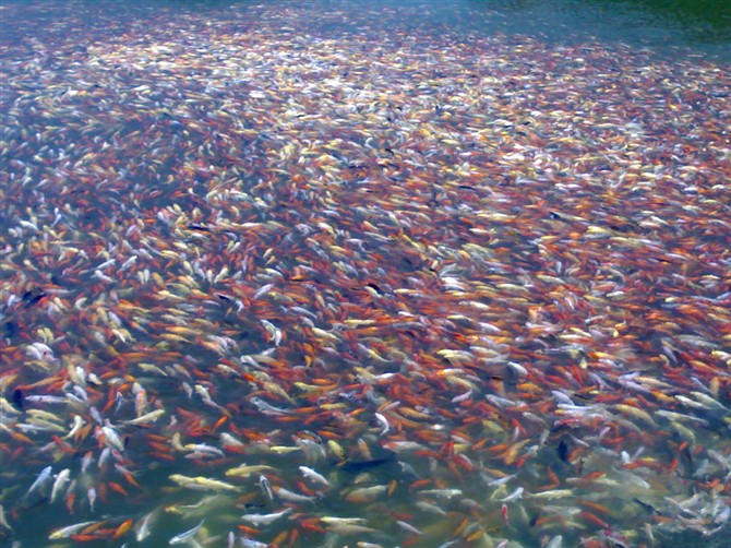 湖南最好的锦鲤养殖基地,湘潭锦鲤养殖