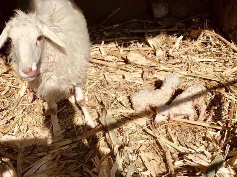 情人节别出心裁的表白,疫情下的情人节最感人的爱情