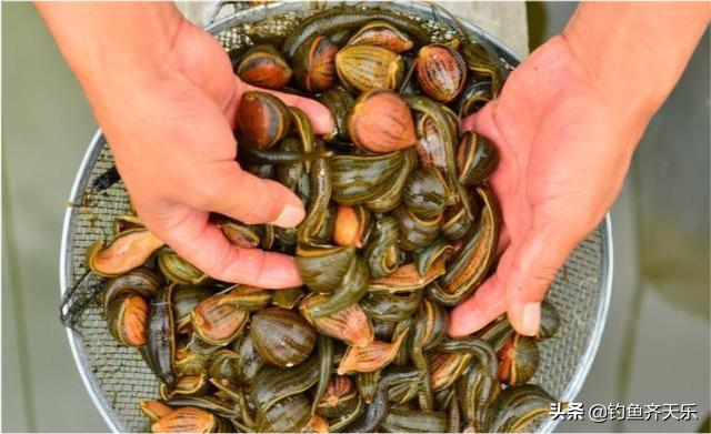 钓友野钓捡获一只巨鳖,58斤大鳖突然浮出水面吓坏江边人