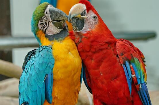 最大的金刚鹦鹉有多大,最大的鹦鹉金刚鹦鹉