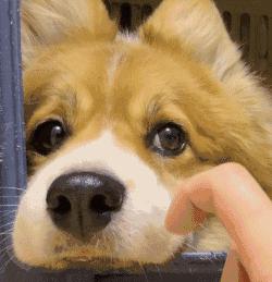 狗切除声带多久能恢复,狗声带切除教学