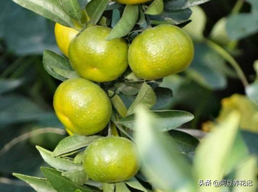 家养盆栽桔子树不开花结果,盆栽柑橘树怎么养