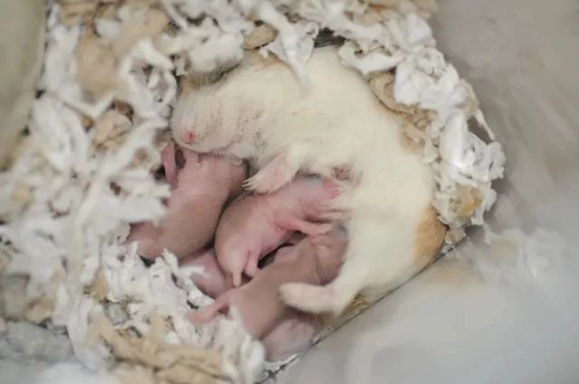 怎么照顾怀孕的仓鼠,仓鼠生完孩子后如何补充营养