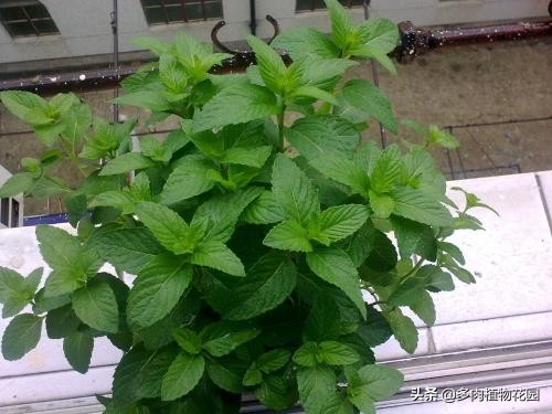 薄荷盆栽叶子蔫了怎么办,薄荷盆栽叶子发黑是什么原因