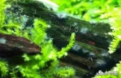 草缸常见10种藻类的解决方法,草缸藻类生物防治方法