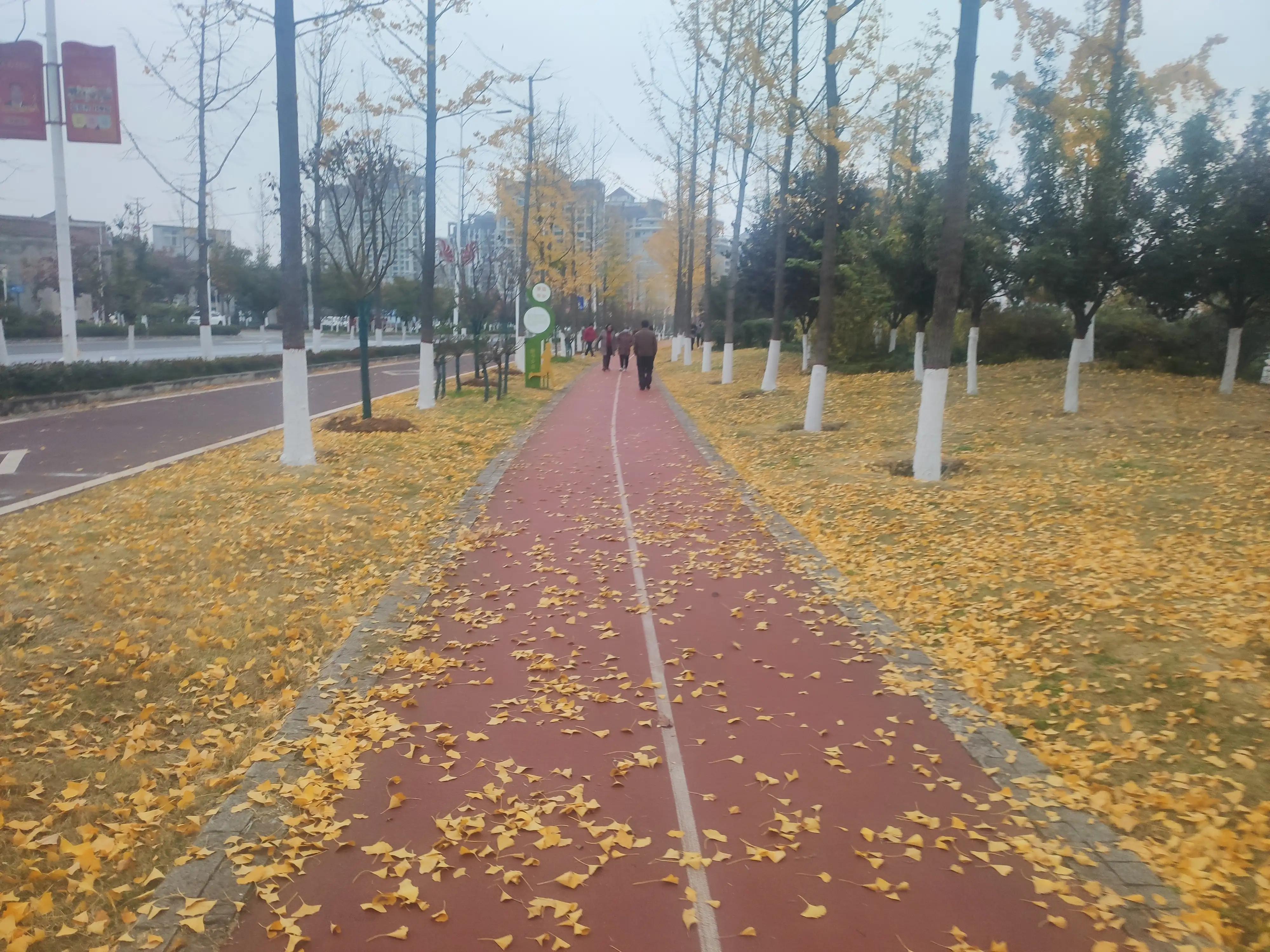 落叶西风,落叶西风知乎