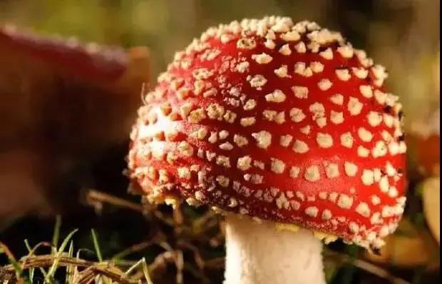 拒绝首先从了解开始！新型*品毒**知多少？