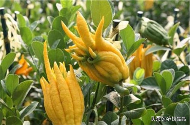 冬天从网上买的佛手苗怎么种植,种三年佛手一亩产量有多少