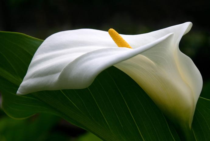 马蹄莲开花期间养护注意什么问题,彩色马蹄莲怎么养才开花快