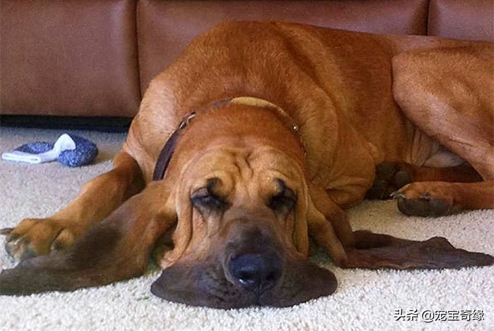 猫是液体动物还是软体动物,猫是液体做的动物