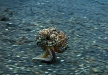 章鱼是寒武纪生物吗,章鱼有统治地球的能力吗