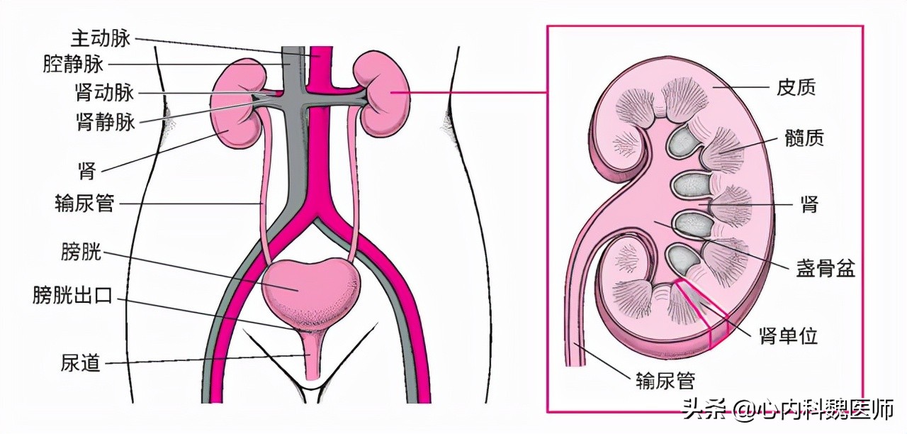 肌酐高要怎么降就知道严重性,肌酐高肾衰竭治愈偏方