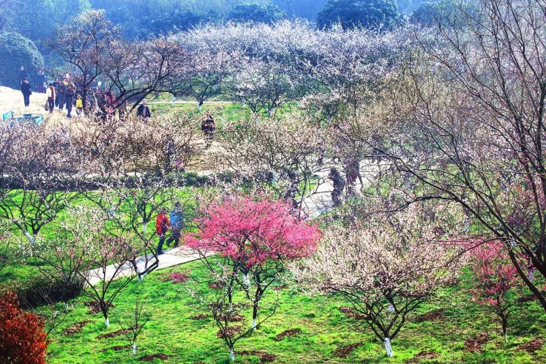 香雪海什么时候开放,香雪海惊艳了多少人