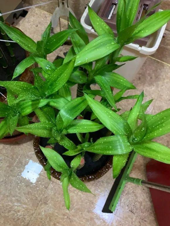 6种吉利花养在客厅里,适合家里养的吉利花