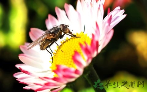 春分的基本含义特征是什么,春分是什么意思这个节气代表什么