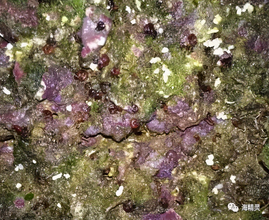 活石上不请自来的“偷渡客”，你们都是谁？