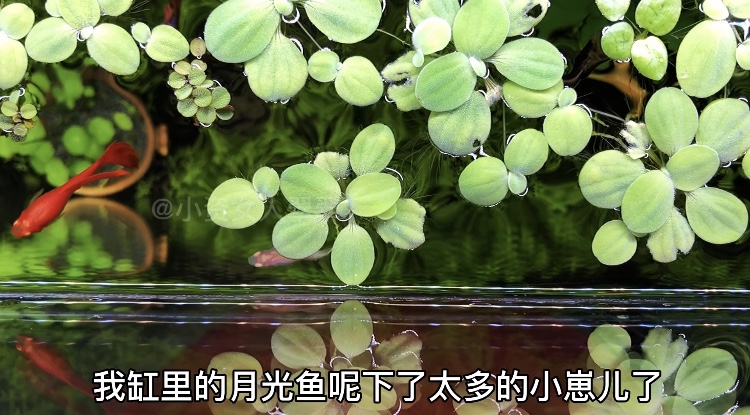 不会判断孔雀鱼怎么办,母鱼刚刚下崽后怎么护理