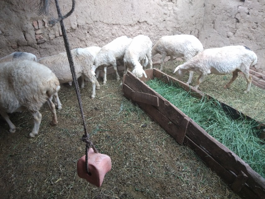 养羊效益最好的方法,养羊前期没收入怎么办