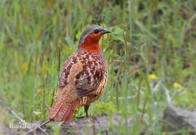 你认识吗丁啉,你认识吗