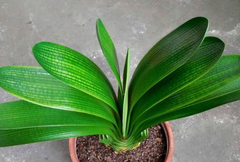 啤酒养花能不能改善土壤,啤酒养花要经过稀释后才能浇花