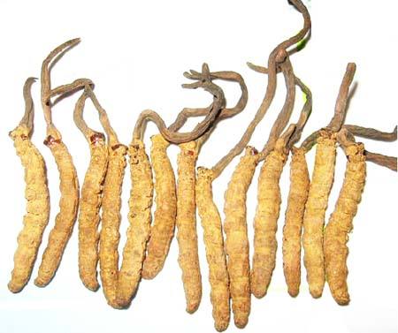 央视揭秘冬虫夏草的骗局,冬虫夏草骗局曝光