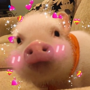 爱心表情拼成一个心形,爱心有个蝴蝶结的表情