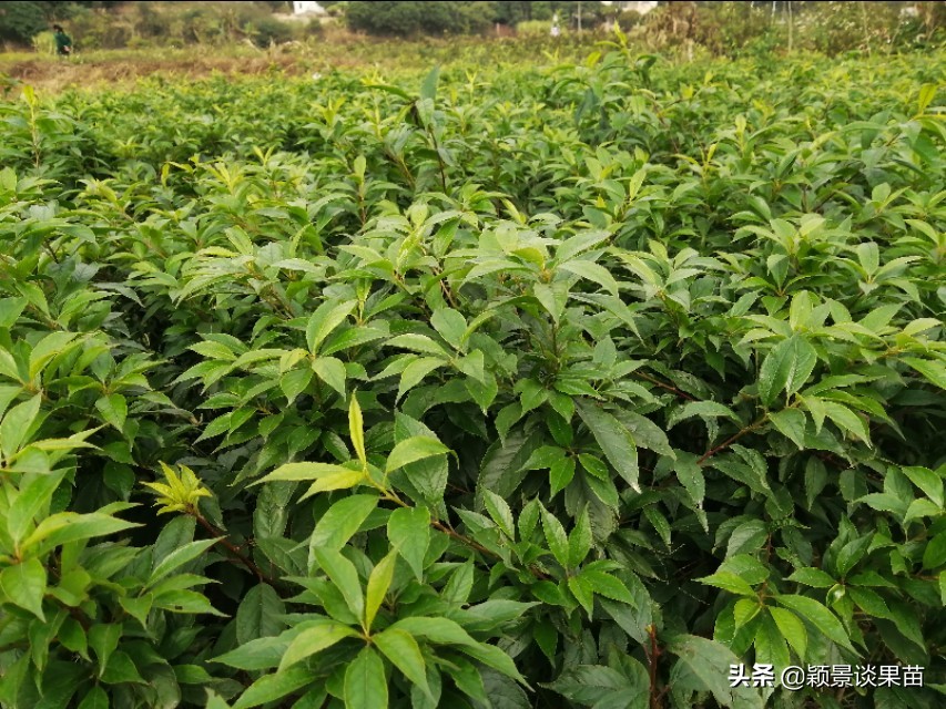 银妃三华李脆甜质优果大，最新特色三华李水果苗岭南夏令果王