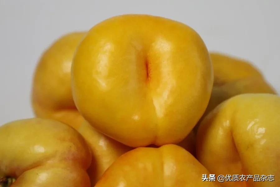 什么种类的黄桃最好吃又甜,鲜食黄桃品种哪个最好吃