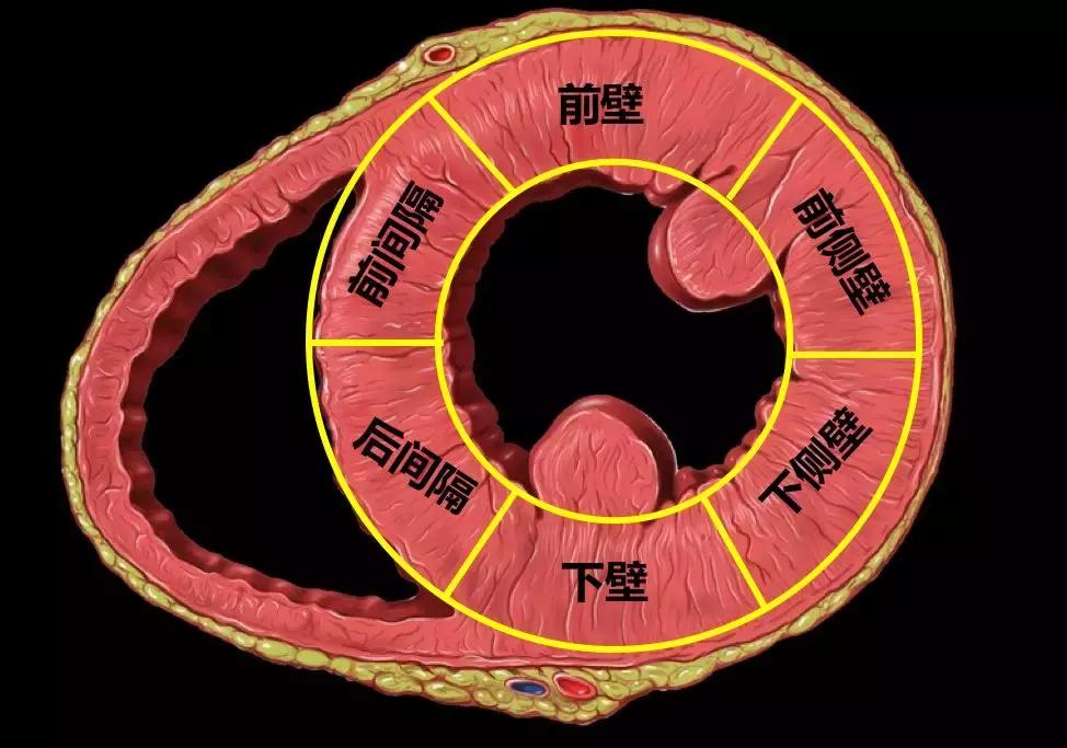 心电图和心脏彩超以哪个为准,心电图和心脏超声是一样吗