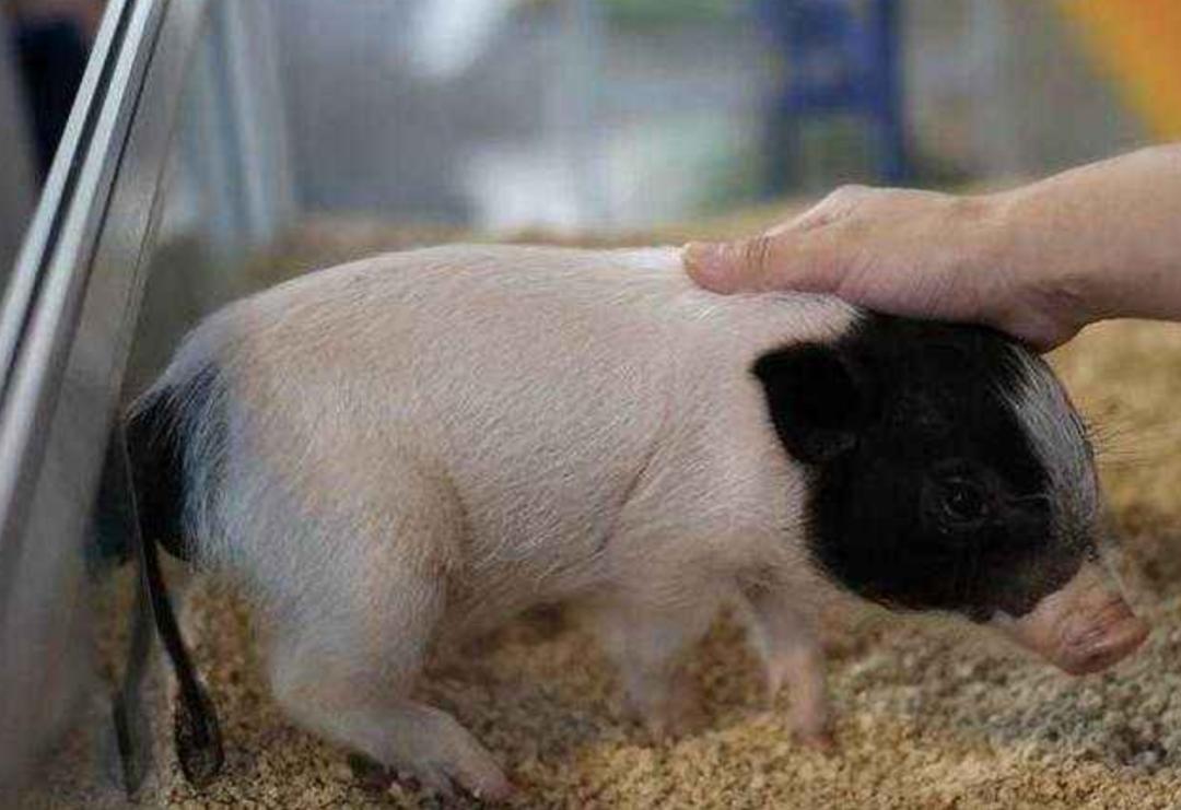 金华火腿为什么好吃,为什么爱吃金华火腿