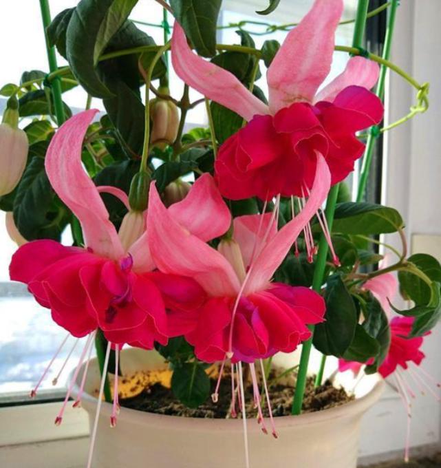 天一热，倒吊*钟金**就蔫了？记住“4个”小细节，恢复精神气，管用