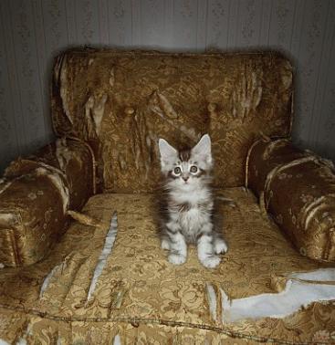 养猫会把家里的家具抓烂吗,养猫被挠了