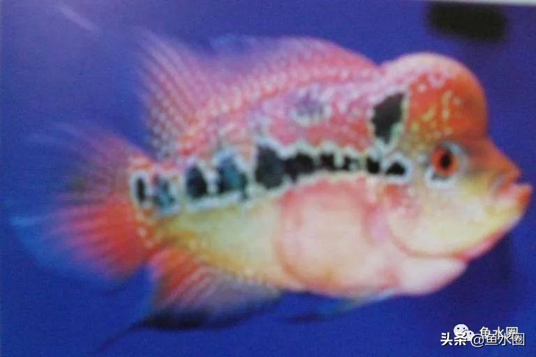 罗汉鱼身上亮片少是什么品种,罗汉鱼血麒麟和火凤哪个品种好