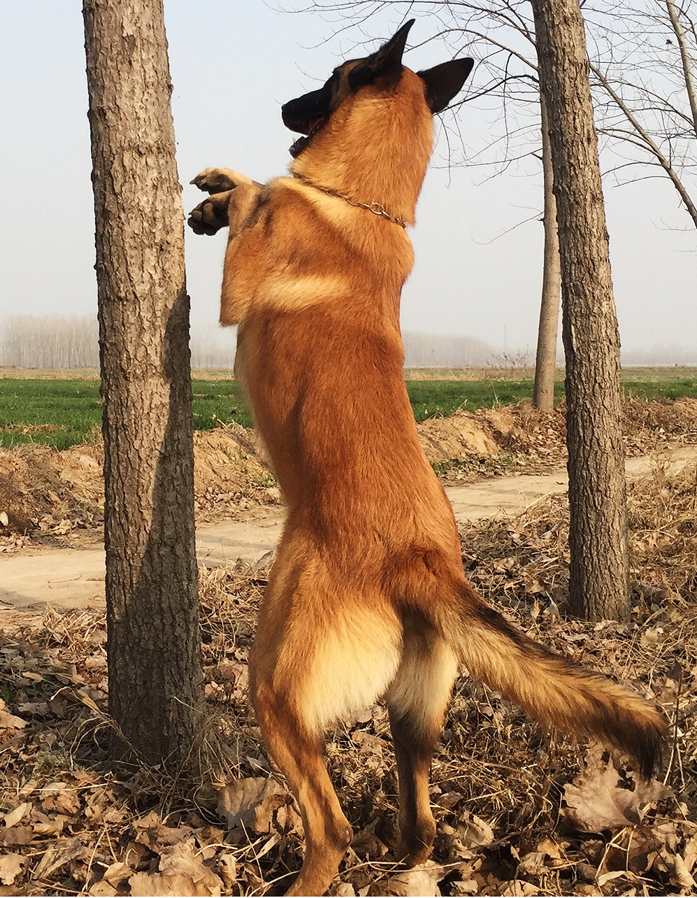 意大利护卫犬卡斯罗犬完美展示,最优秀的护卫犬卡斯罗