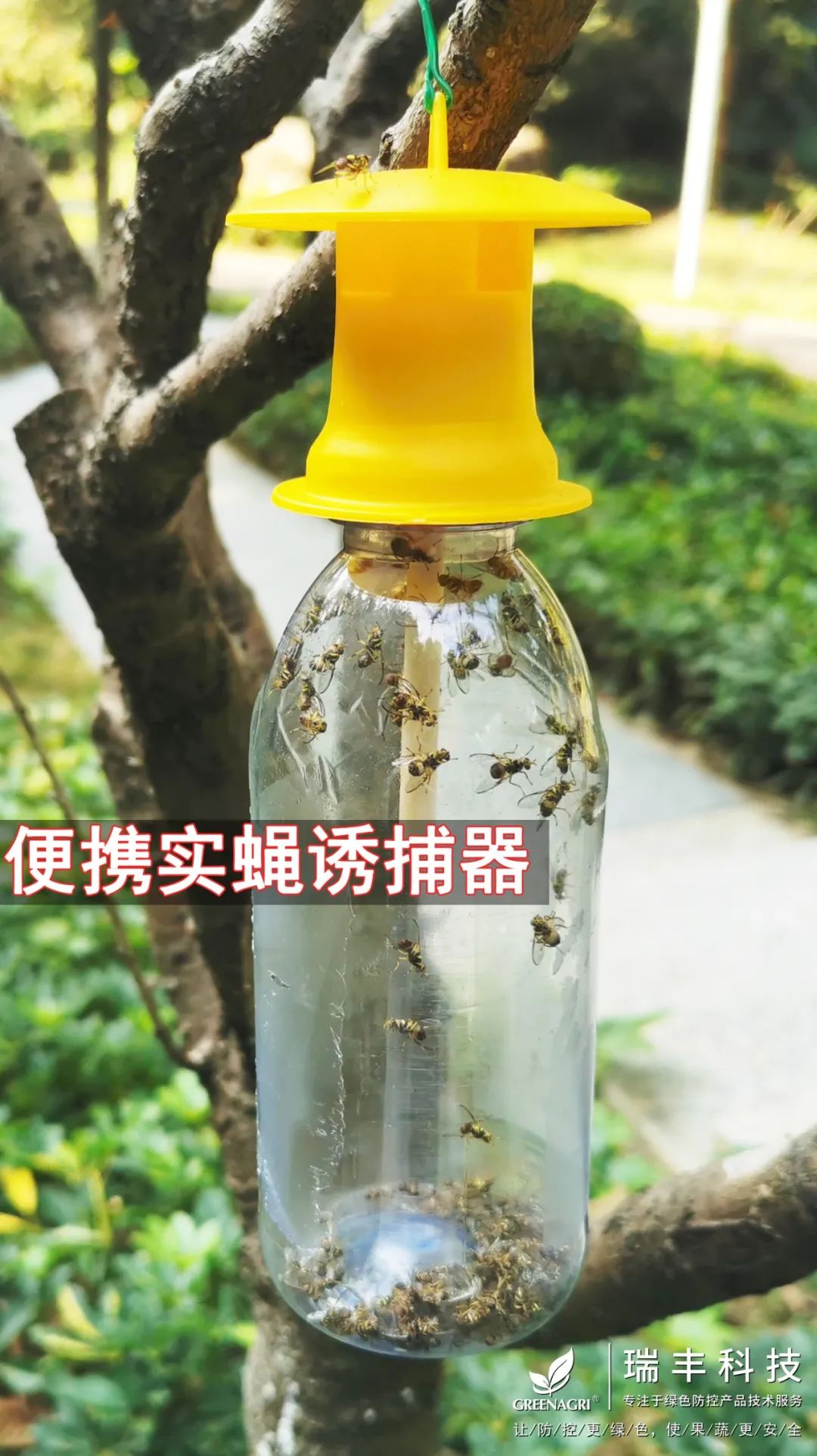 诱粘瓜实蝇,实蝇诱粘剂