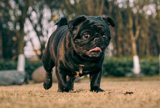 养巴哥注意事项和安全,养巴哥犬有什么要注意的事项