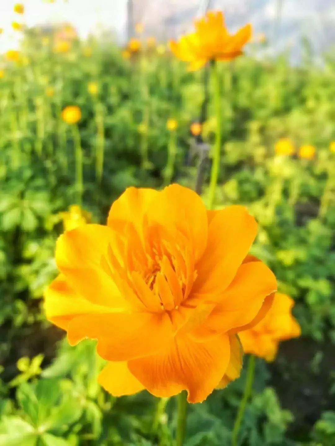 这才是真正的“金莲花”，春天盛开花梗挺拔，养护系数低价值高