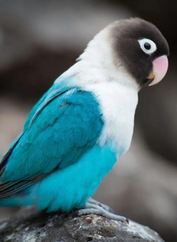 面类牡丹鹦鹉品种介绍及图片,牡丹鹦鹉品种介绍及图片和名字