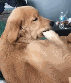 为什么狗狗喜欢舔主人的手,狗狗喜欢舔地板是什么原因