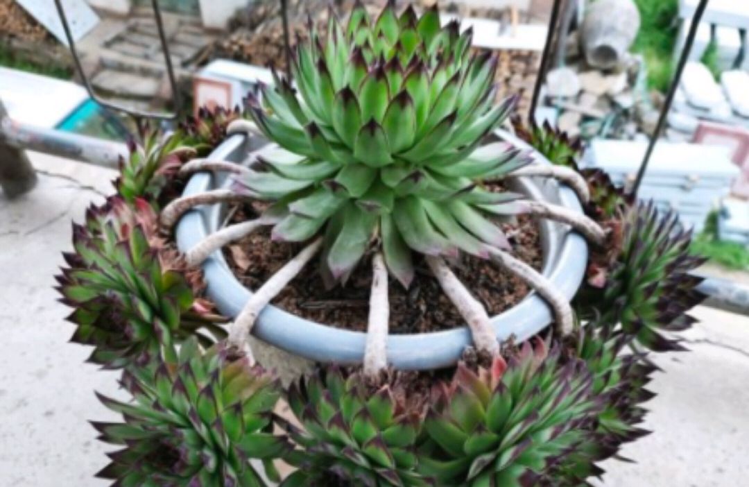 观音莲爆崽后要不要剪,观音莲小崽多久可以爆侧芽