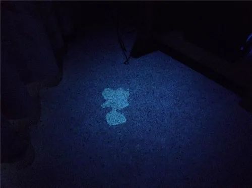 猫尿特别难闻会有什么病吗,猫尿有难闻腥味怎么回事