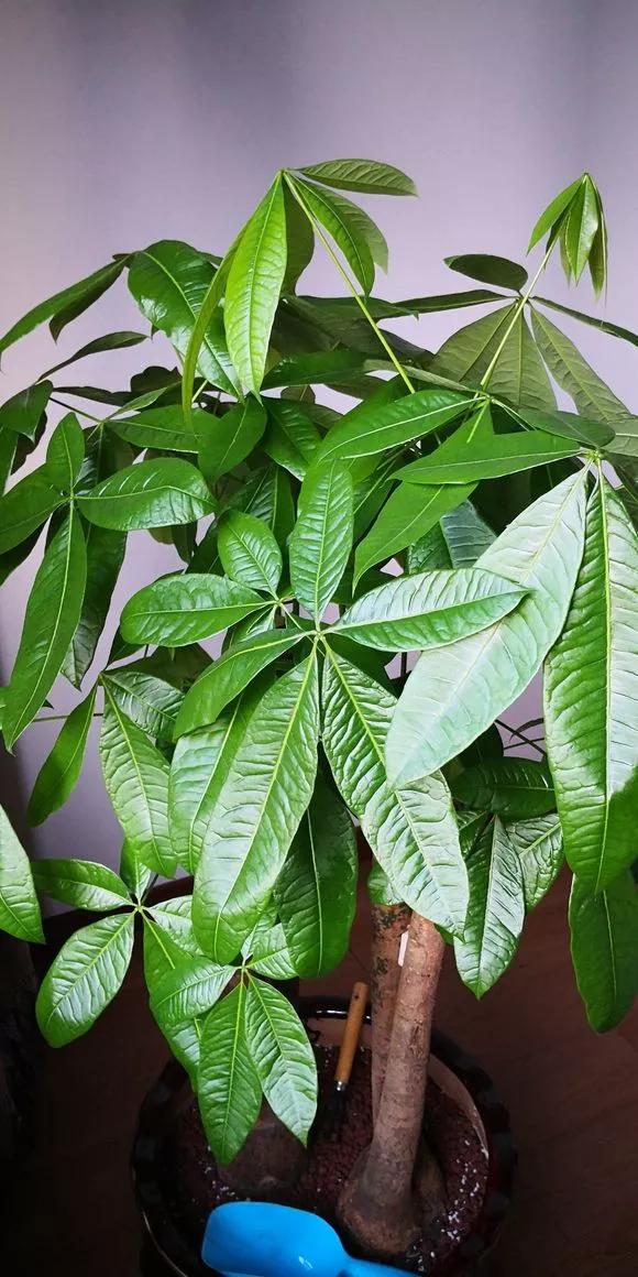 客厅养绿植养几棵最合适,室内适合养什么树一年四季