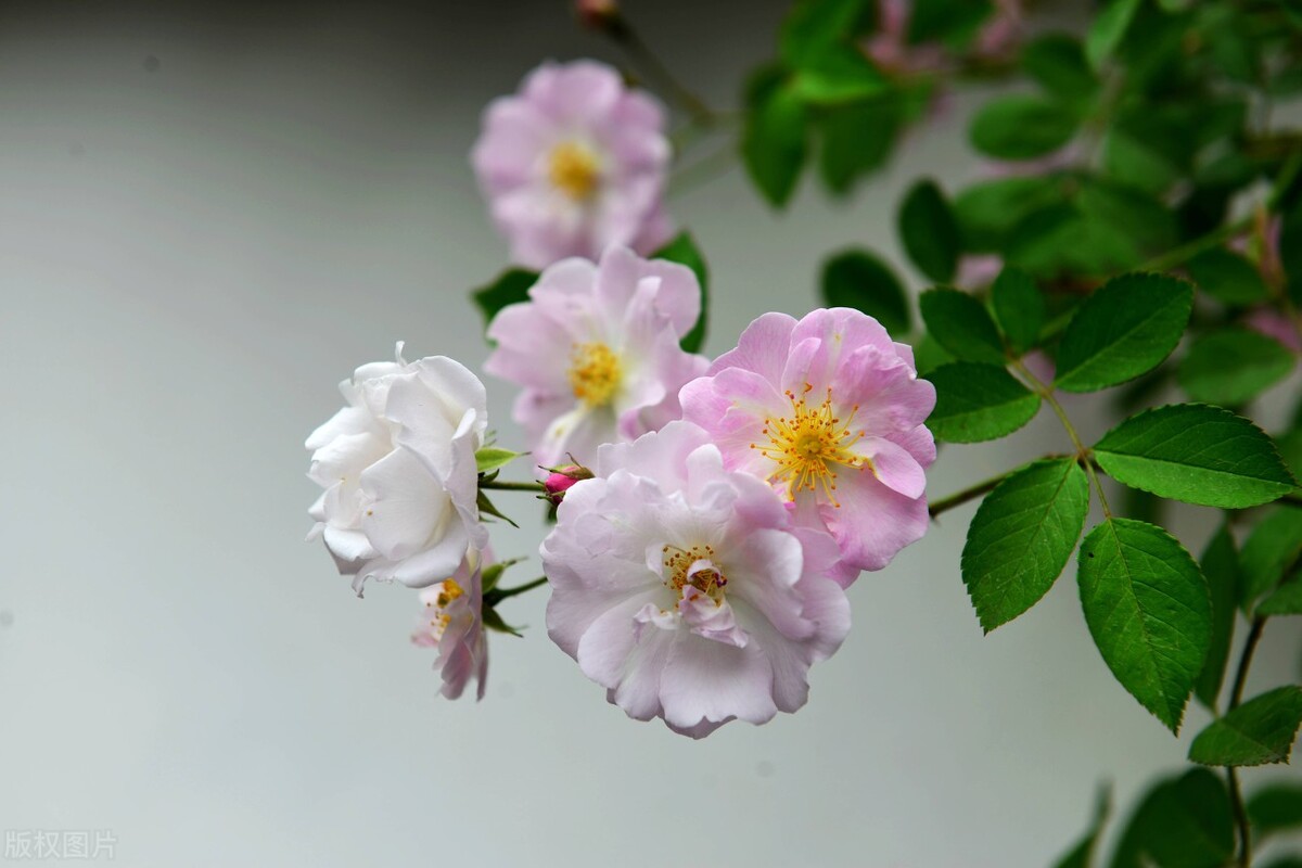 100种常见园林图鉴,列举20类不同的园林花卉